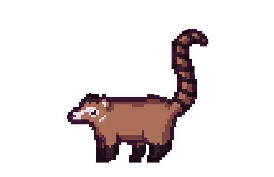 White-Nosed Coati, a customer in Scale the Depths Huatulco — favorite fish Panamic Sergeant Major.